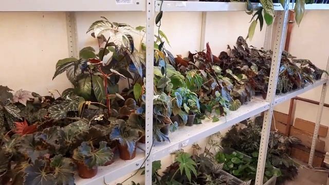 Приглашение за покупками в мой магазин растений смотреть онлайн