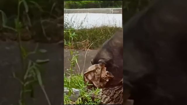 Вспоминаем! Молодой Манул Тимофей проснулся с недоверием ко всем, особенно к бумажному пакету ❤️