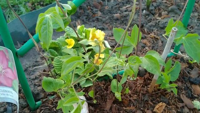 КЛЕМАТИСЫ . МОИ РЕЗУЛЬТАТЫ УКОРЕНЕНИЯ ЧЕРЕНКОВ КЛЕМАТИСОВ . смотреть онлайн