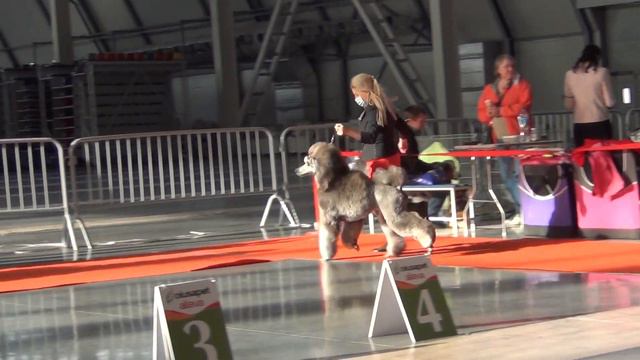 145  Моно пуделей 11.10.2020, смотреть онлайн