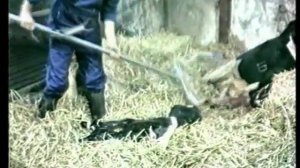 Родовспомогатель для коров