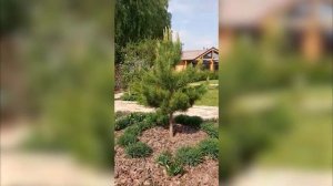 Создаем ниваки из сосны