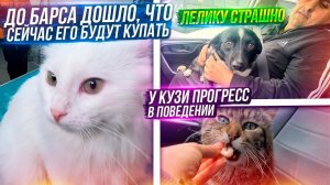 Отвезли ВСЕХ к грумеру? Кузя не кусает больше пальцы и реагирует на звук. Лелик очень ищет МАМ и ПАП