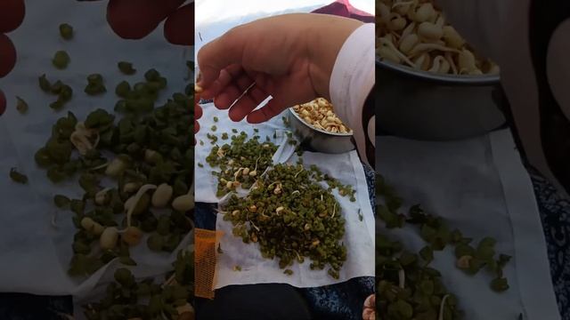 Buangin topi kecambah hijau || by tkw hongkong ( taman samsuipo) смотреть онлайн