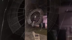 Паук плетёт паутину