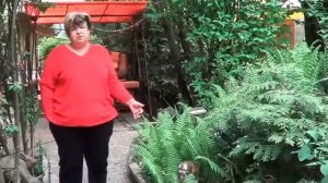 Папоротник. Страусник Большой. Что Посадить  Под Кроной Садовых Деревьев