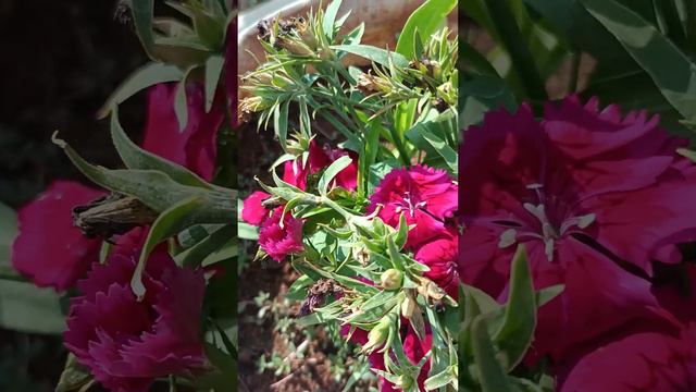 wow beautiful growth of dianthus flower🌺🌺🙏🙏