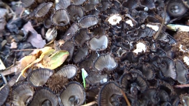 Kubek prążkowany (Cyathus striatus) - 09.08.2021, Nowa Huta, Kraków. смотреть онлайн