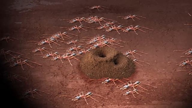 Самые Опасные Насекомые И Что Делать, Если Они Укусили смотреть онлайн