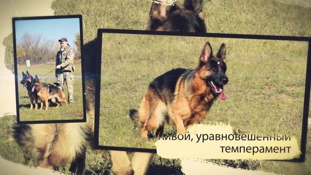 НЕМЕЦКАЯ овчарка. Коротко о породе