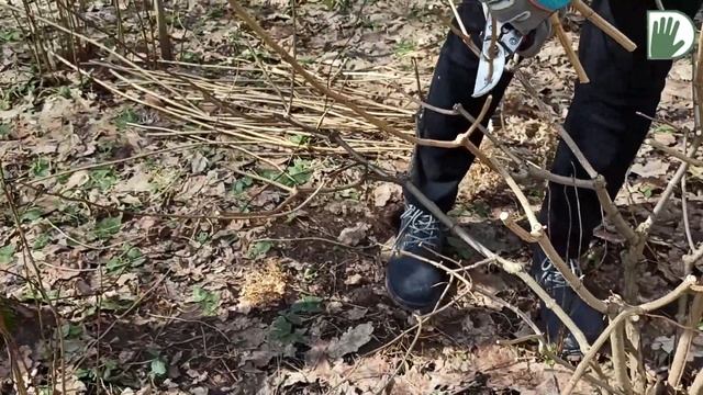 Видео журнал «Сады в отличной форме №34» Гортензии и сирени. Формируем грамотно.