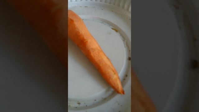 Очищенная морковь отдельно Тринадцатого Мая +