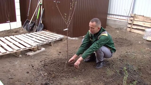 Как сажать плодовые деревья. Посадка вишни. Сорт Владимирская