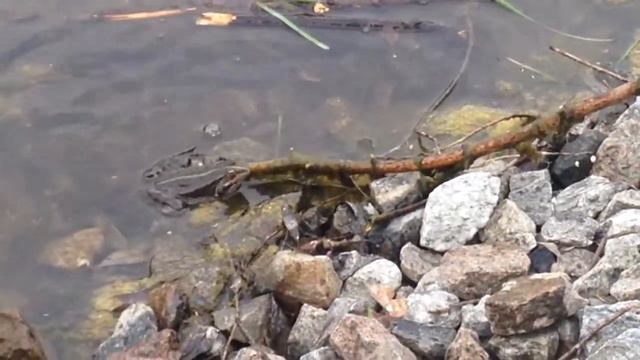 Workout. Охота на лягушек смотреть онлайн