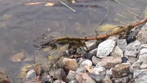 Workout. Охота на лягушек