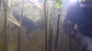 ПОДВОДНАЯ ОХОТА СЫНУЛЯ ПЕРВАЯ ОХОТА ПЕРВЫЙ ТРОФЕЙ  !!!!!!!!!!!!!!!!