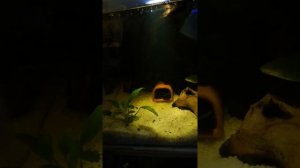 Немного о разведении звездчатых анциструсов