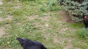 Молодки Маран черно-медный снесли первое яйцо в 4,5 месяца.