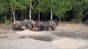 Кабаны кушают