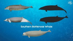 ? Beaked whales (3D puzzle for kids)