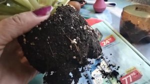 Фиалки. Грунт, перлит . Весна пересадка.