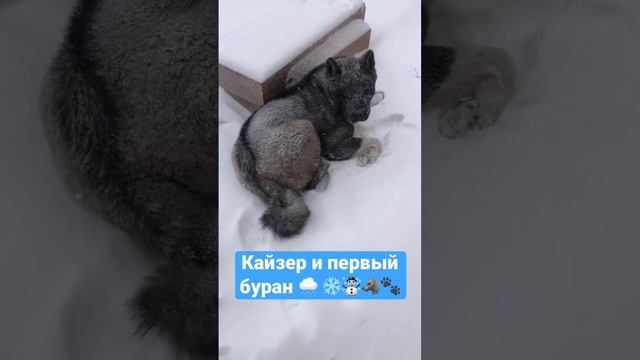 Жесть щенок Кайзер попал в буран🥺, шок видео американская акита щенок ❄️🌨🐺🐾