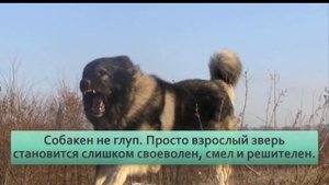 Кавказская овчарка  Прекрасный пес, которого я себе никогда не возьму и не посоветую другим