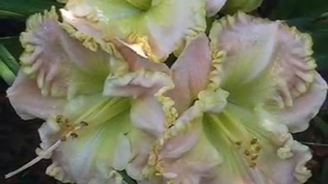 Лилейник daylily VERDANT SPRING смотреть онлайн