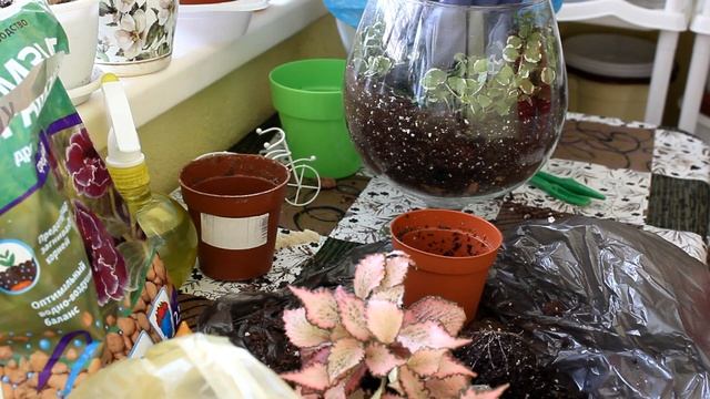 Как сделать простой флорариум. ? [Надежда и мир] смотреть онлайн