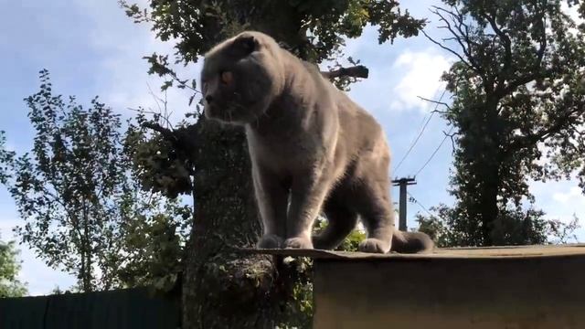 Тупые коты. Топ кошачьего травматизма