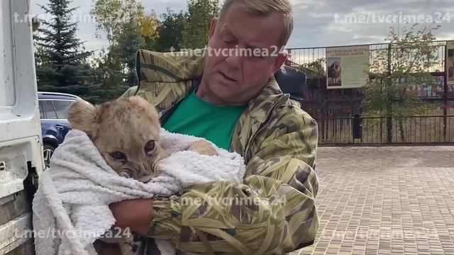 В Крым из Мелитополя привезли львёнка, над которым издевались прежние хозяева