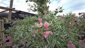 Hanap Tayo ng Murang Boombils (Bougainvillea) Dito Sa GenSan