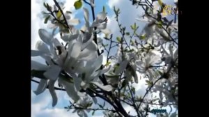 Дорога в рай Фаусто Папетти