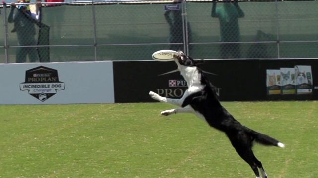 Incredible Dog Challenge 2021 - Presented by Pro Plan - 2021 IDC Huntington Beach смотреть онлайн