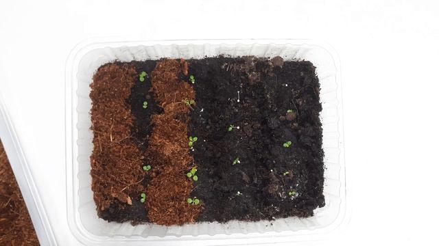 Всходы петунии такие крохотные! Как за ними ухаживать? Моя ошибка и ее исправление смотреть онлайн