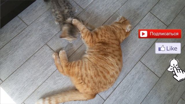 Рецепт Салата С Креветками И Авокадо, Именно То, Что Хочется Летом