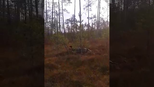 Охота на лося. Осень 2018 смотреть онлайн