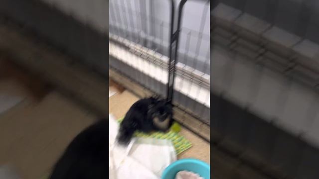 Приют для маленьких собак Домик Мелкашей. 20 марта 2023 год смотреть онлайн