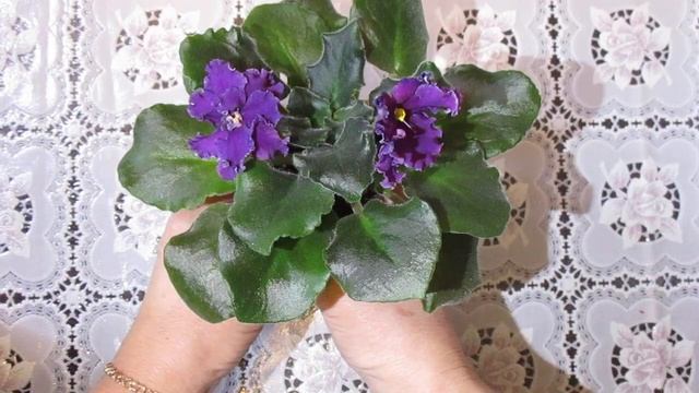 Сортовая фиалка ВаТ-Готическая Элегантность. Цветение стартера. смотреть онлайн