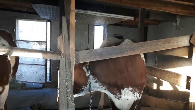 # ПРОГЛИСТОВАТЬ КОРОВУ, ЧЕМ И КАК# смотреть онлайн