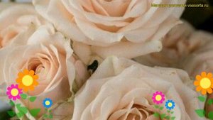 Роза спрей Яна. Краткий обзор, описание характеристик, где купить саженцы rosa Jana