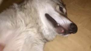 Как правильно гладить волка