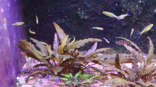 Microrasbora kubotai смотреть онлайн