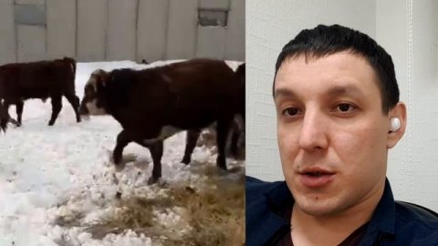 Симментал с Герефордом помесные бычки на откорм мясных пород. Продажа КРС живым весом оптом.