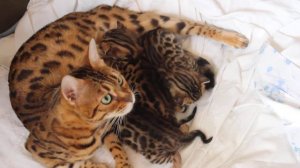 Бенгальские котята питомник. BENGALOCAT