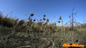 Ловля певчих птиц тайником 7 Часть - Чижи ,щеглы , зеленушки