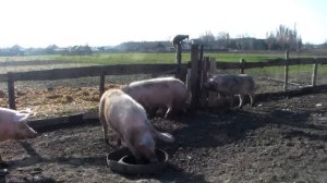 Свиньи на свободном выгуле после длинной зимы в первые дни весны.