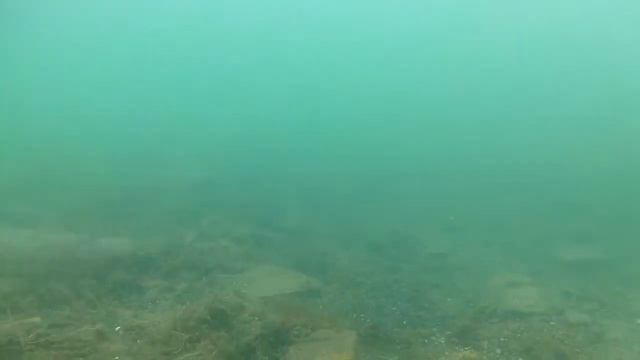 Большой монаховский карьер 22.07.2017, ручной Солнечный окунь. смотреть онлайн