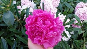 Поздний малиновый пион,   прозванный мною Ярославна.   Срезочный сорт.  25 июня 2021г.