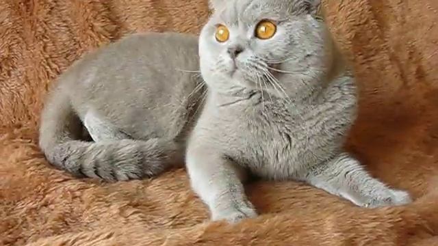 лиловый британец смотреть онлайн